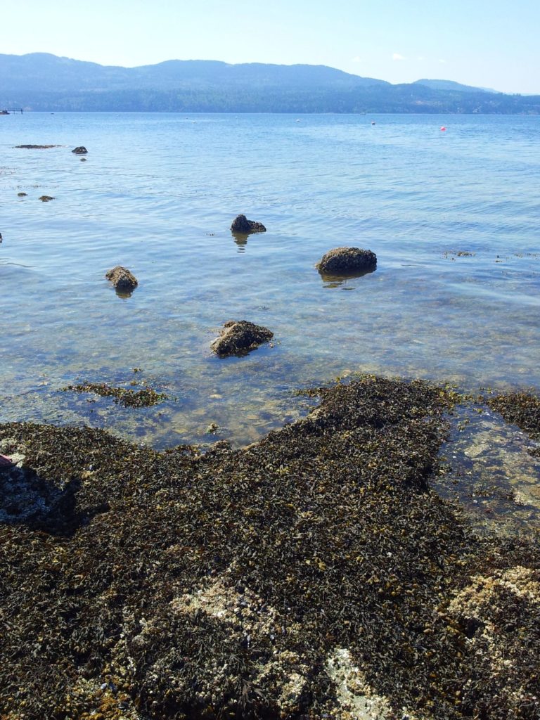 tennis-tourist-north-saanich-vancouver-island-ardmore-beach-bay-with-still-water-rocks-teri-church