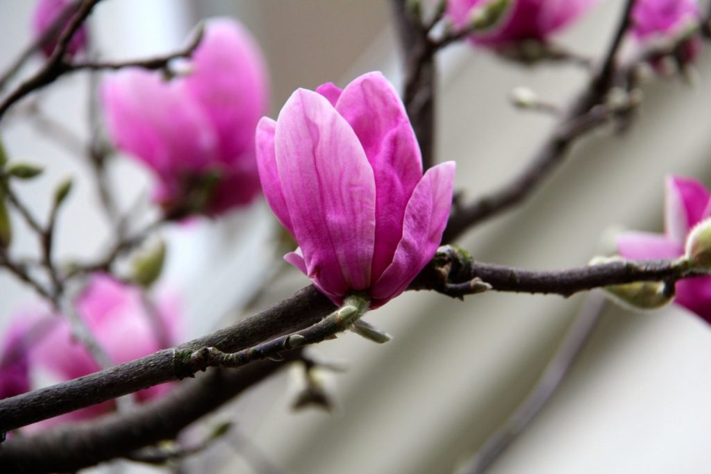 tennis-tourist-lombard-street-san-francisco-magnolia-blossom-teri-church